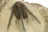 Long-Spined Cyphaspis Trilobite - Foum Zguid, Morocco #311136-2